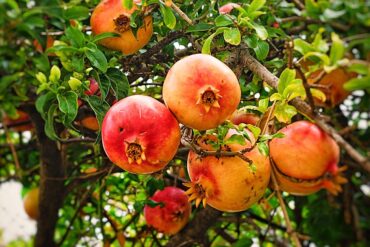 Fruit Picking for Kids in El Paso Texas