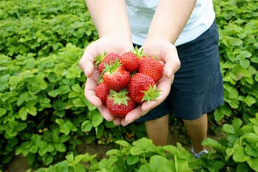 Fruit Picking for Kids in Elk Grove California