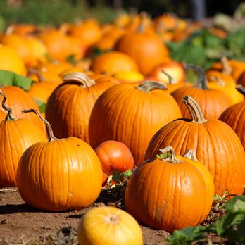 Fruit Picking for Kids in Escondido California