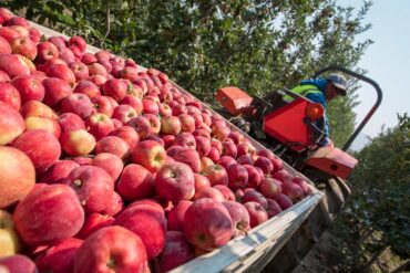 Fruit Picking for Kids in Federal Way Washington