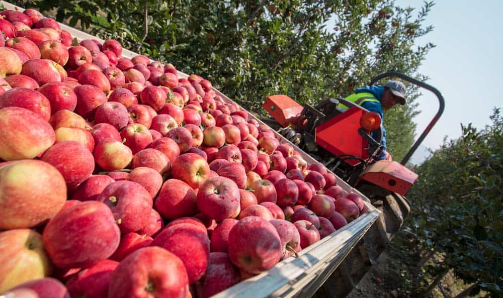 Fruit Picking for Kids in Federal Way Washington