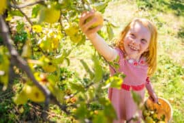 Fruit Picking for Kids in Folsom California