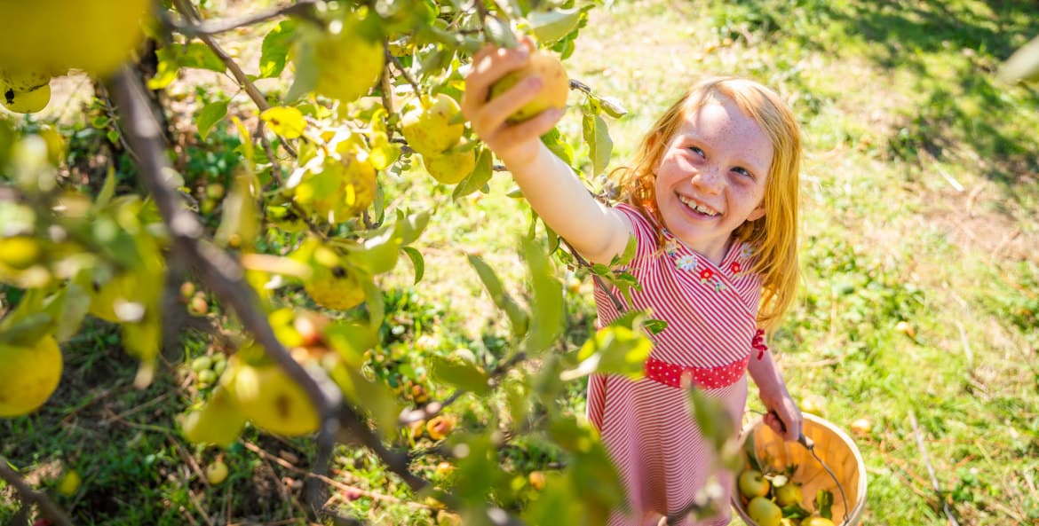 Fruit Picking for Kids in Folsom California