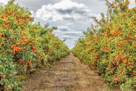 Fruit Picking for Kids in Fresno California