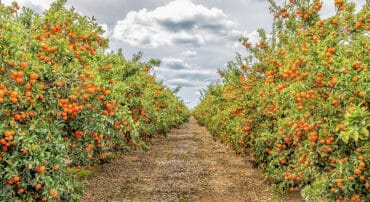 Fruit Picking for Kids in Fresno California