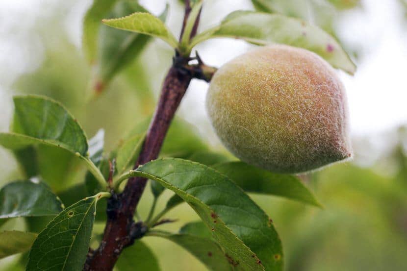 Fruit Picking for Kids in Grand Prairie Texas