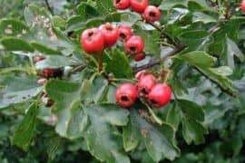 Fruit Picking for Kids in Hawthorne California