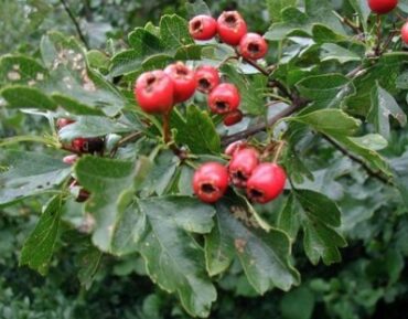 Fruit Picking for Kids in Hawthorne California