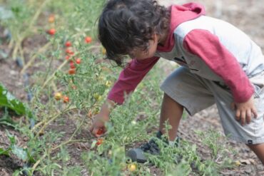 Fruit Picking for Kids in Hemet California