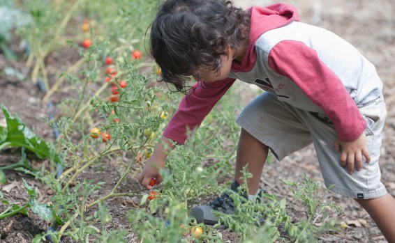 Fruit Picking for Kids in Hemet California