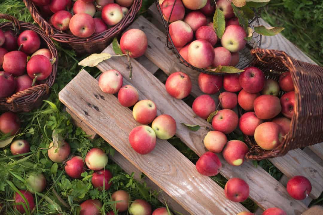 Fruit Picking for Kids in Houston Texas