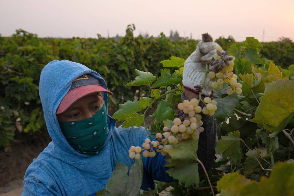 Fruit Picking for Kids in Inglewood California