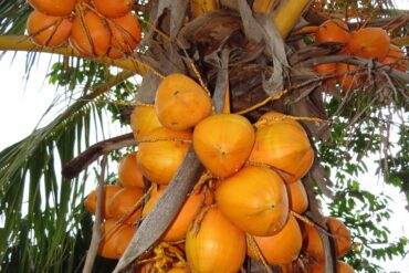 Fruit Picking for Kids in Islands New Territories