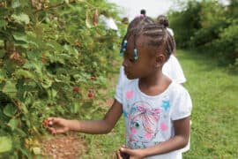 Fruit Picking for Kids in Johns Creek Georgia