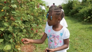 Fruit Picking for Kids in Johns Creek Georgia