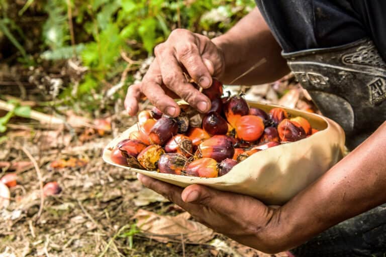 Fruit Picking for Kids in Jurong East