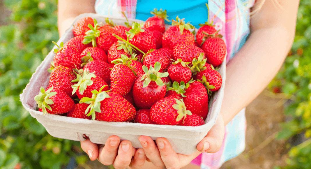 Fruit Picking for Kids in Kansas City Kansas