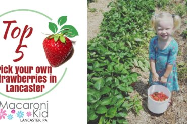 Fruit Picking for Kids in Lancaster California