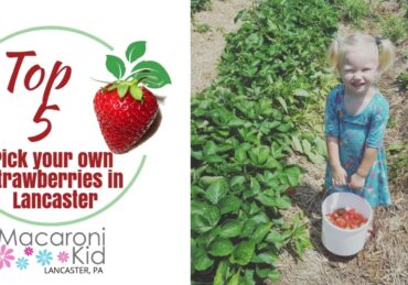 Fruit Picking for Kids in Lancaster California