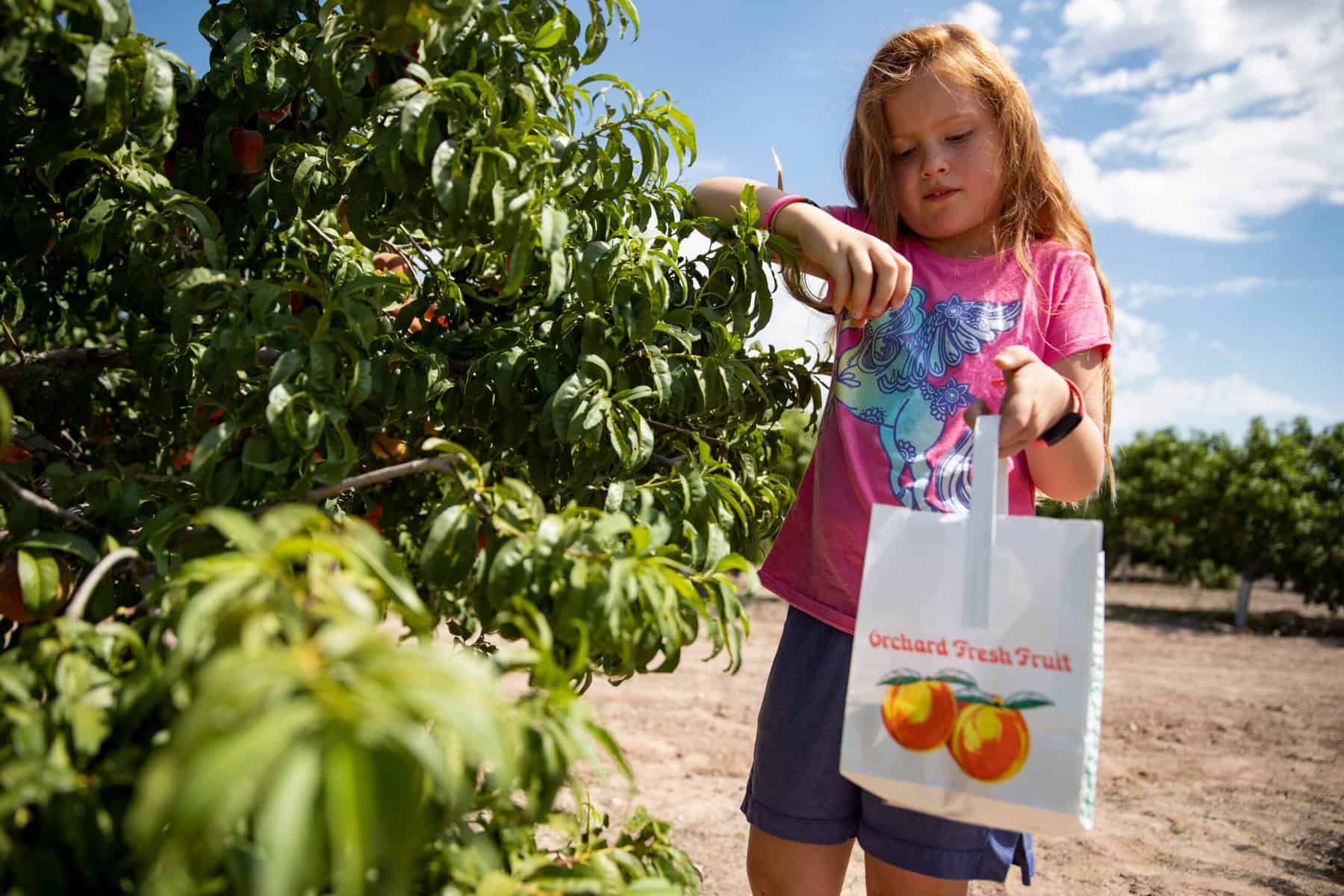 Fruit Picking for Kids in Las Cruces New Mexico