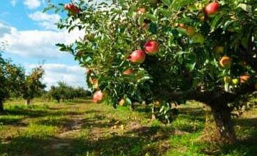 Fruit Picking for Kids in Layton Utah