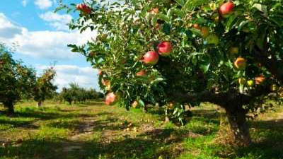 Fruit Picking for Kids in Layton Utah