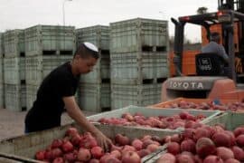 Fruit Picking for Kids in Leander Texas