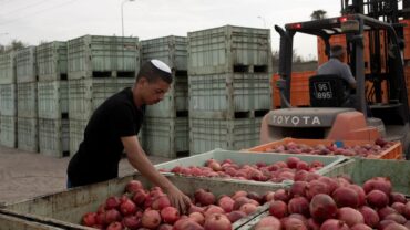 Fruit Picking for Kids in Leander Texas