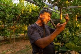 Fruit Picking for Kids in Madera California