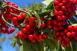 Fruit Picking for Kids in Manteca California