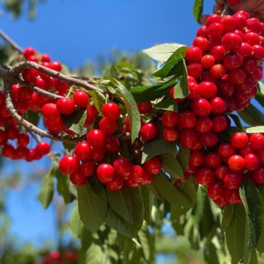 Fruit Picking for Kids in Manteca California