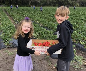 Fruit Picking for Kids in Marine Parade