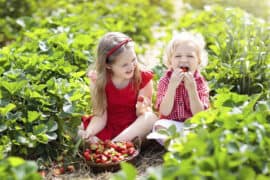 Fruit Picking for Kids in Marysville Washington