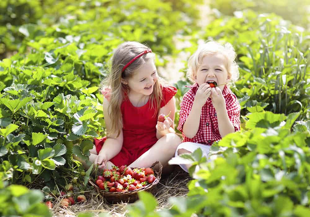 Fruit Picking for Kids in Marysville Washington