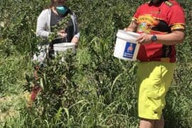 Fruit Picking for Kids in Merced California