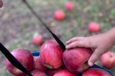 Fruit Picking for Kids in Mesa Arizona