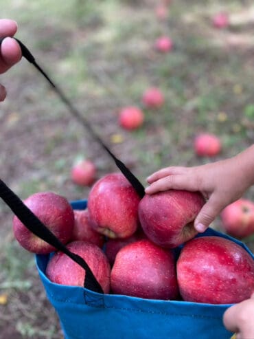 Fruit Picking for Kids in Mesa Arizona