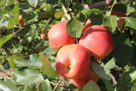 Fruit Picking for Kids in Midland Texas