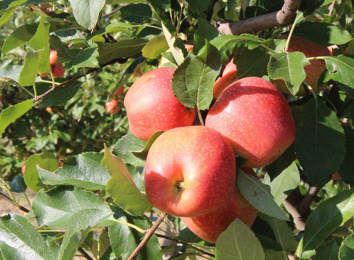 Fruit Picking for Kids in Midland Texas