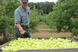 Fruit Picking for Kids in Mountain View California