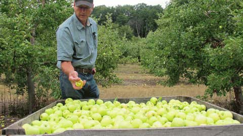 Fruit Picking for Kids in Mountain View California