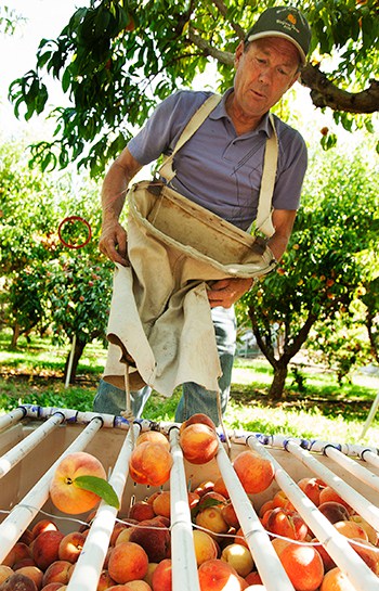 Fruit Picking for Kids in Ogden Utah