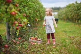 Fruit Picking for Kids in Olathe Kansas