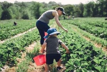 Fruit Picking for Kids in Orange California