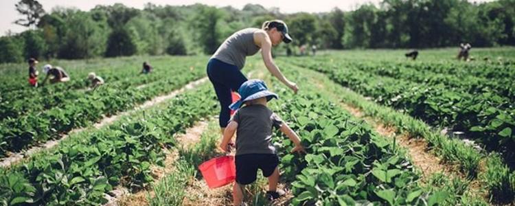 Fruit Picking for Kids in Orange California