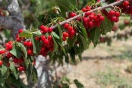 Fruit Picking for Kids in Palmdale California