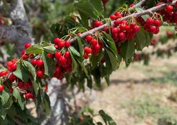 Fruit Picking for Kids in Palmdale California