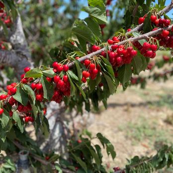 Fruit Picking for Kids in Palmdale California