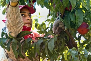 Fruit Picking for Kids in Pasco Washington