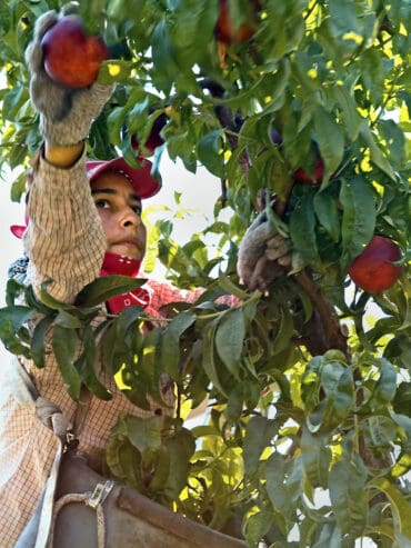 Fruit Picking for Kids in Pasco Washington